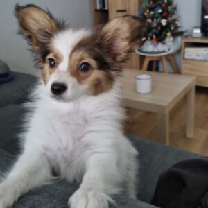 Benny