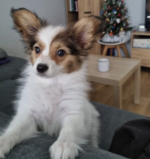 Benny