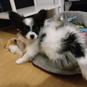 Lily