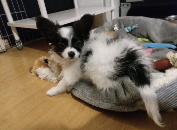 Lily