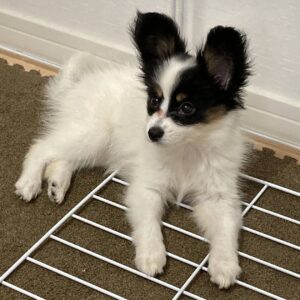 Myla