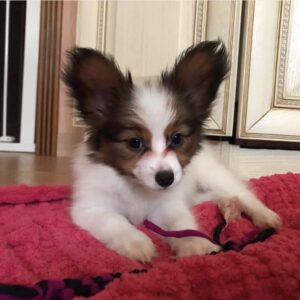 Walter