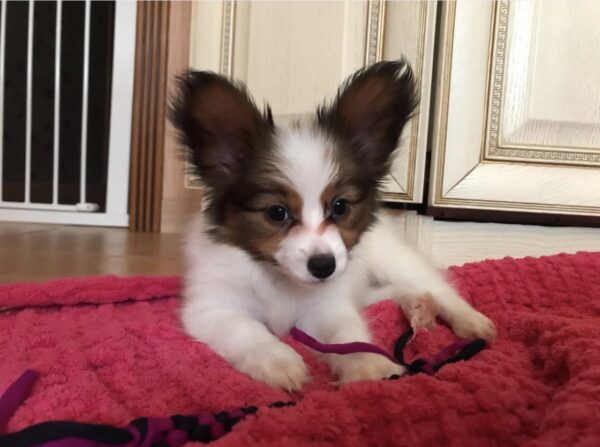 Walter