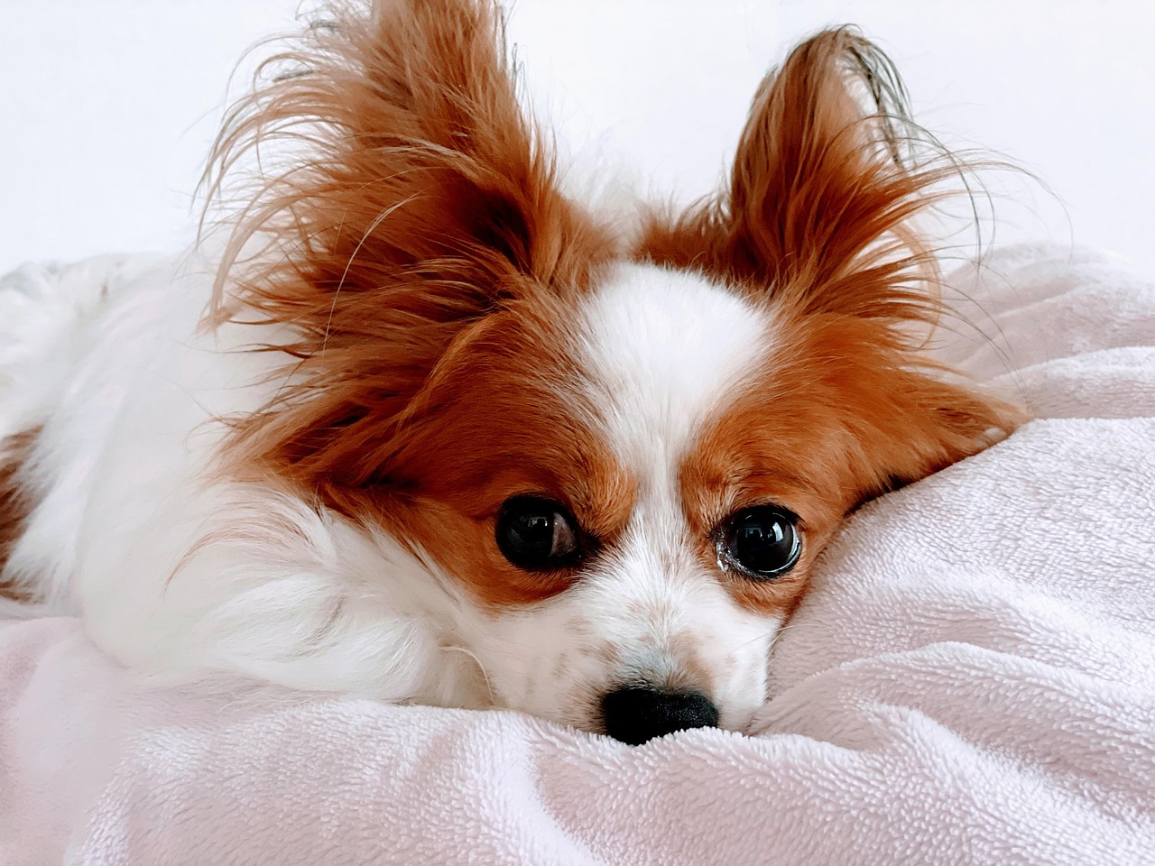 animal, pet, friend, love, papillon, puppy, dog, eye, gaze, cute, bed, look
