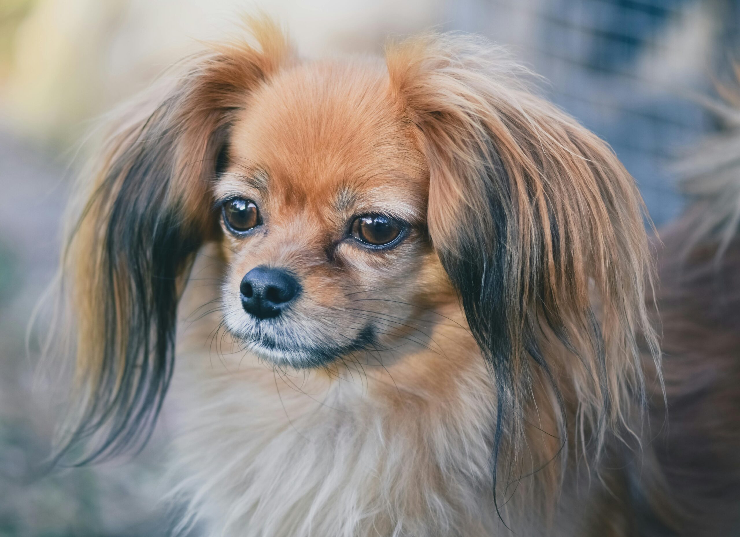 Adorable Papillon dog with long fur and expressive eyes in a close-up portrait.